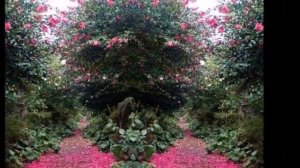 КАМЕЛИИ,КАМЕЛИИ.В ПАРКЕ КОРЕИ КАМЕЛИИ ЦВЕТУТ.