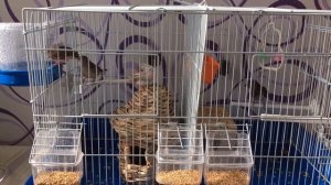 Амадины. Все, что нужно о них знать.