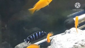 Псевдотрофеус ЗЕБРА