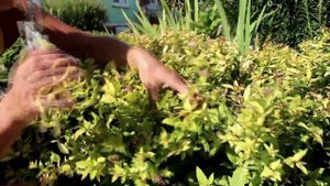 Стрижка спиреи