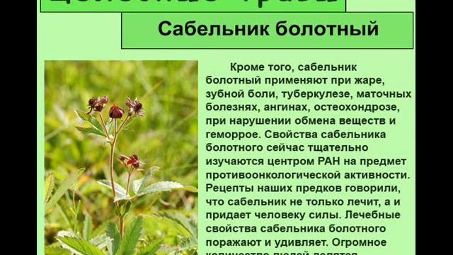 Сабельник болотный корень. Сабельник трава. Сабельник трава. Сабельник болотный травы алтая. Сабельник болотный трава.