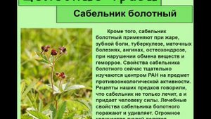 Сабельник болотный