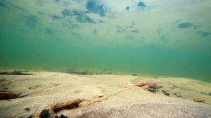 Силикон, Силиконовые приманки BigFish, игра приманки под водой. Подводная съемка. Днипро Свинец.