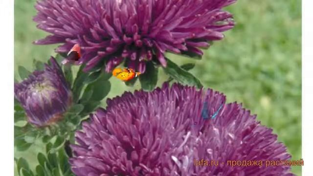 Астра обыкновенный Парпл ? обыкновенный астра Парпл обзор: как сажать, семена астры Парпл смотреть онлайн