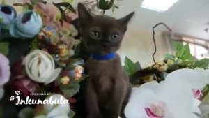 Бурманская кошка