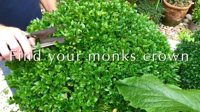 Trimming Buxus Topiary Balls #buxus #topiary #trimming #topiayball #buxustopiary #box #gardening смотреть онлайн