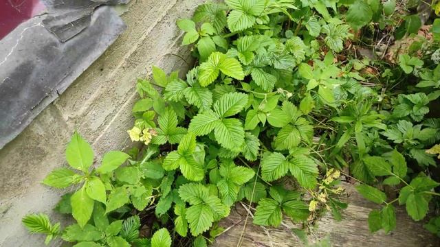 Как кричит крот, терзаемый кошкой смотреть онлайн