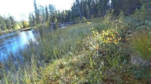 СЕВЕРНАЯ КАРЕЛИЯ | Рыбалка на реках Карелии. Рыбалка осенью на реке. Щука, хариус.