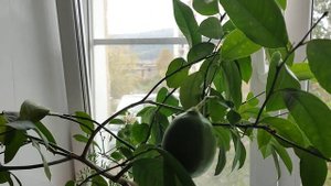 Выращивание лимонов на подоконнике. Часть 3.