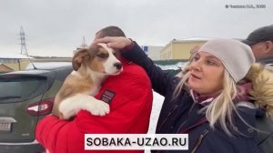 Спасенный Малыш из приюта «Щербинка» уезжает домой! Проект помощи @sobakauzao