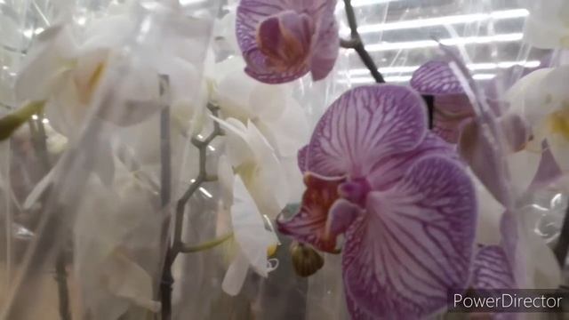 Я НАШЛА ЭТУ ОРХИДЕЮ БОМБА/ОБЗОР ОРХИДЕЙНЫХ МАГАЗИНОВ/г.Владимир/АШАН/ГЛОБУС 27 ноября 2020 г.