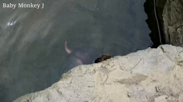 Drowning baby monkey! But No help cuz mom is just far away смотреть онлайн