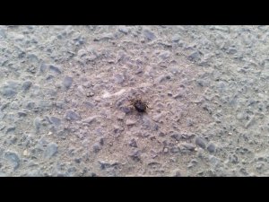 Жук неизвестный (апрель 2024)