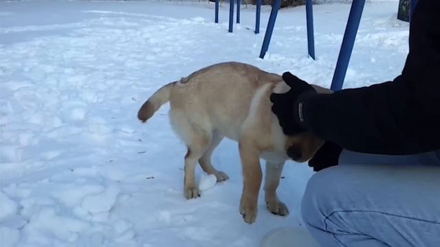Labrador Puppy (мой щенок лабрадора, по кличке "Пумба") смотреть онлайн