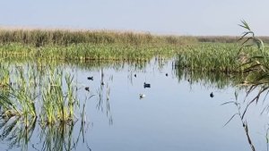 Охота на гуся в Астраханской области