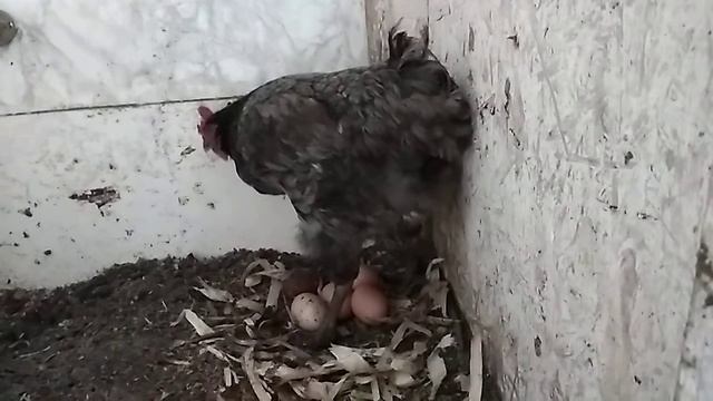 Курица рожает смотреть онлайн