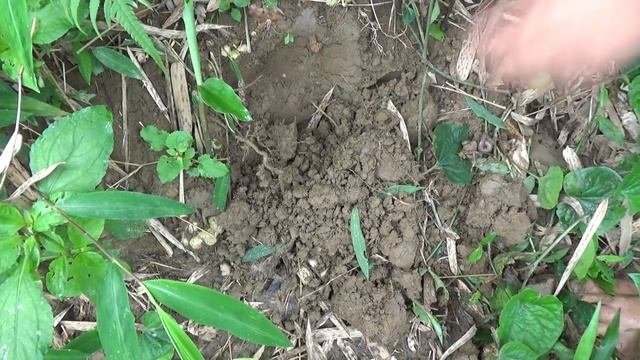Survival Skill: Build Fish Trap And Catch Catfish In Secret Hole - Catching Giant Big Fish In Hole