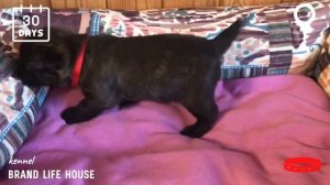 Щенок керн терьера (помет «М» 05.03.2022)