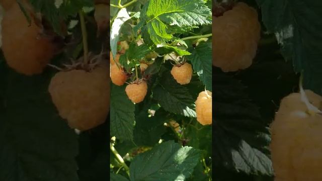 Малина "Жёлтый гигант" обзор смотреть онлайн