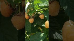 Малина "Жёлтый гигант" обзор