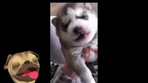 ?Невероятные пушистики и милашки!?Смешные Кошки Приколы с Кошками Собаками #10