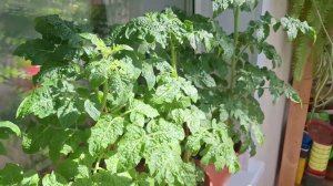 Весенний балкон 2024