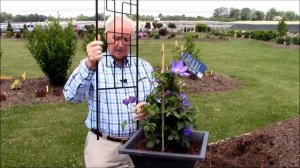 How to Grow Clematis in Containers//Tips from world authority on clematis, Raymond Evison!