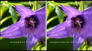 Шумоподавление