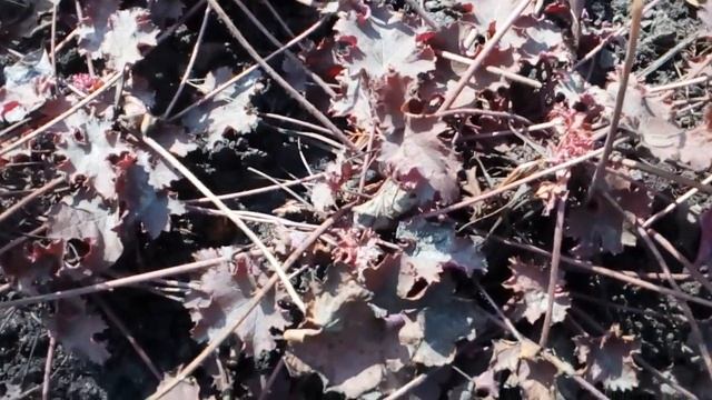 Ура! Солнышко в саду!Южная часть сада. Поздняя весна 2021конец марта.#подснежники #крокусы #гейхеры смотреть онлайн