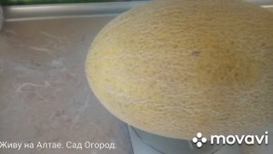 Дыня Дакаро на Алтае, сажать или нет! Выращивание на плёнке.