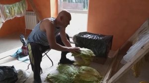 Томление(выжелчивание)табачного листа в домашних условиях!