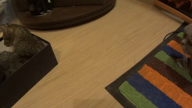 Что кошке ночью надо в моем шкафу В чем прикол Маруся и Тимофей беседуют смотреть онлайн