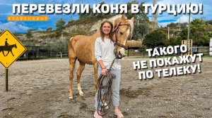 Перевезли Коня за 2.500.000₽ в Турцию! Нам никто не верил! Цены в Турции. Фетхие Турция 2024