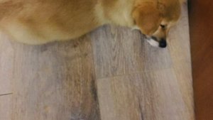 Мне купили собаку🤗🤗🤗🤗🥺🥺🥺🥺