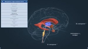 Желудочки и основные отделы головного мозга | Анатомия человека | Биология