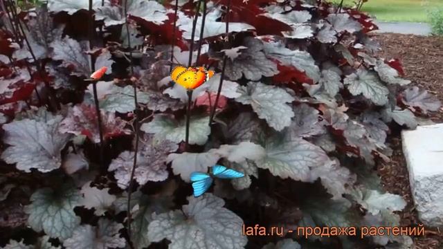 Гейхера гибридная Плам Паддинг (plum pudding) ? обзор: как сажать, рассада гейхеры Плам Паддинг смотреть онлайн