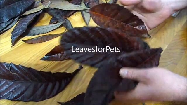 Eriobotrya japonica смотреть онлайн