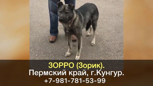 Пропала собака! ЗОРРО (Зорик). Пермский край, г.Кунгур.