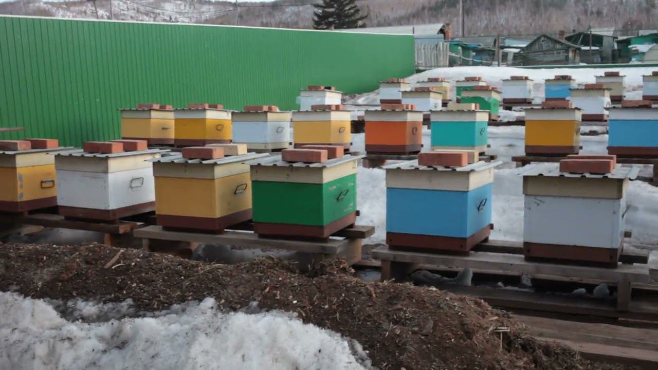 Результат зимовки смотреть онлайн