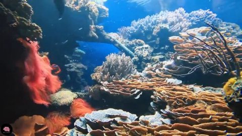 12 часов музыки для успокоения, музыкадлярелакса,музыкадля медитации,музыкадляйоги, музыкадляотдыха