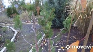 Туя голден брабант, перша стрижка ?