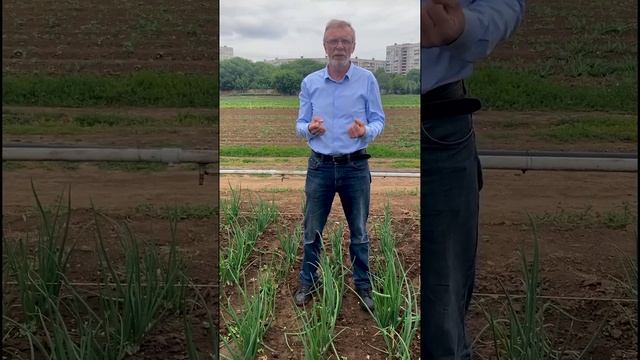 Желтеют перья лука. Что делать? Если желтеет перо лука.