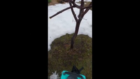 первая обработка сада от вредителей весной 23