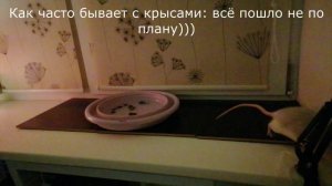 Приучение к воде