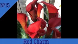 Калла - цветок для себя и для бизнеса, клубни в наличии, продажа.