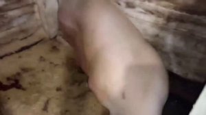 ‼️## Искусственное осеменение свиньи породы Дюрок, готовимся к опоросу ##‼️