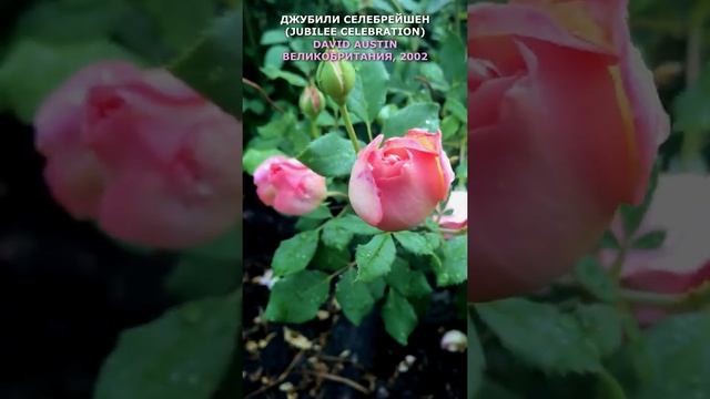 Роза Джубили селебрейшен в моем саду 28.07.21 г. (Austin, 2002). Jubilee Celebration Rose. #shorts,
