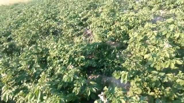 Осмотр и Первичная обработка картофеля от фитофтороза 2017 смотреть онлайн