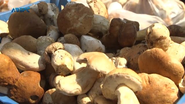 Сезон відкрито – яка ціна грибів на місцевих ринках смотреть онлайн