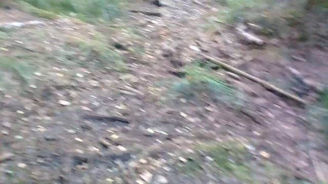 Грибная Разведка! Поиск грибов в сухом лесу в жару в Витебской области Беларусь. смотреть онлайн